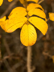 Yellow leaves of rose hips in late autumn