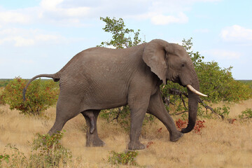 Afrikanischer Elefant / African elephant / Loxodonta africana