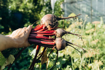 Farmer holds beetroot out of soil in his hands. Picking vegetables. Autumn harvesting. Selective focus