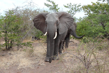 Afrikanischer Elefant / African elephant / Loxodonta africana