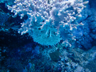 Close up of a Coral