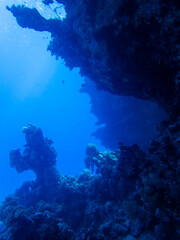 Fototapeta na wymiar Diving in the Red Sea at Egypt