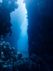 Diving in the Red Sea at Egypt