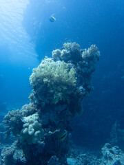 Fototapeta na wymiar Diving in the Red Sea at Egypt