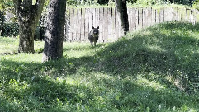 Brown hyena walks on green grass. Relaxing stock video footage. 4K.