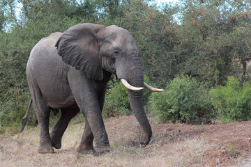 Obraz premium Afrikanischer Elefant / African elephant / Loxodonta africana