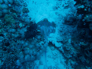 Scuba Diving in the Red Sea
