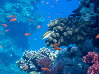 Fototapeta na wymiar Scuba Diving in the Red Sea