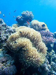 Anemone Fish