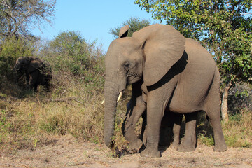 Obraz premium Afrikanischer Elefant / African elephant / Loxodonta africana