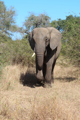 Afrikanischer Elefant / African elephant / Loxodonta africana