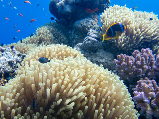 Anemone Fish