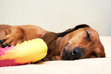 The dog sleeps with a toy. Red dachshund sleeps on the bed with his favorite toy