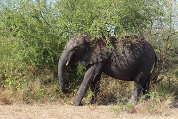 Afrikanischer Elefant / African elephant / Loxodonta africana