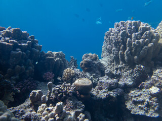 Scuba Diving in the Red Sea