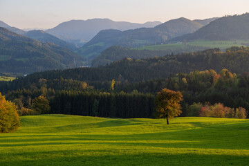 Autumm the bright colors in the forest