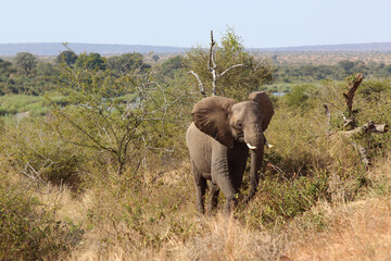 Afrikanischer Elefant / African elephant / Loxodonta africana