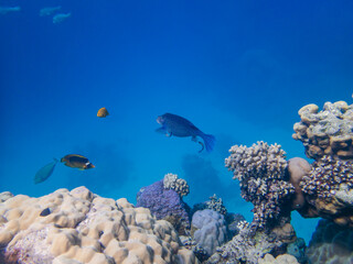 Naklejka na ściany i meble Scuba Diving in the Red Sea