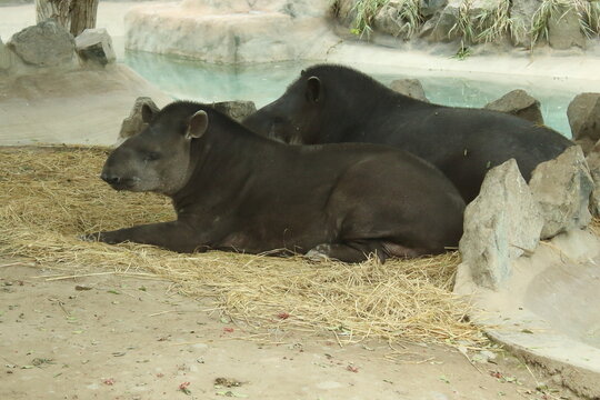 hipopotamo
