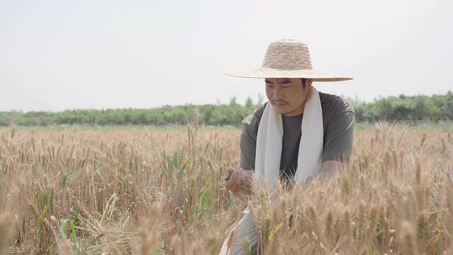 Farmer working in wheat field,4K