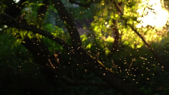 A swarm of mosquitoes swirls in the sunset light. Image out of focus