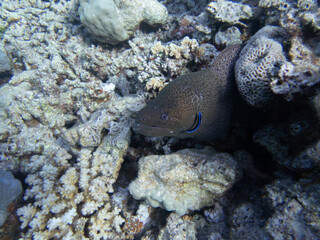 Morray Eel in the Red Sea