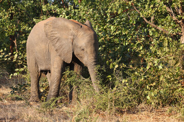 Fototapeta premium Afrikanischer Elefant / African elephant / Loxodonta africana