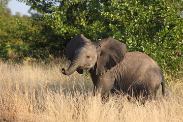 Fototapeta premium Afrikanischer Elefant / African elephant / Loxodonta africana