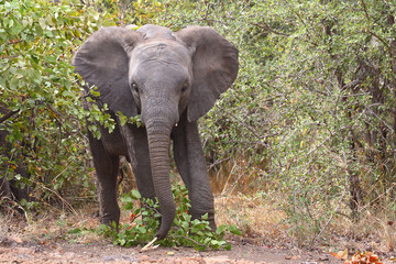 Obraz premium Afrikanischer Elefant / African elephant / Loxodonta africana