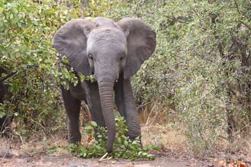 Obraz premium Afrikanischer Elefant / African elephant / Loxodonta africana