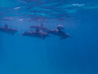 Dolphins at Egypt