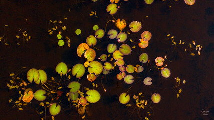 water lilies