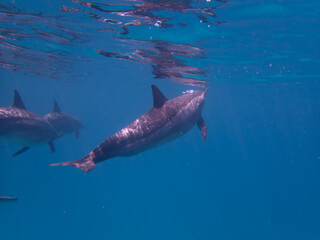 Dolphins at Egypt