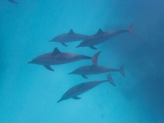 Dolphins at Egypt