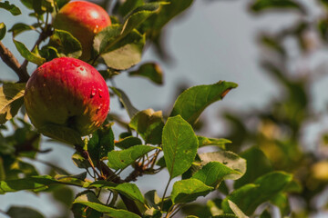 Czerwone jabłuszko na gałęzi jabłoni .Zdrowe, piękne ,  jabłko z kroplami świeżo przeszłego deszczu na skórce . - obrazy, fototapety, plakaty