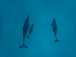 Dolphins at Egypt