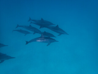 Dolphins at Egypt