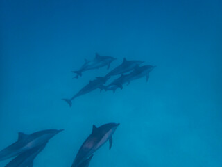 Dolphins at Egypt