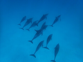 Dolphins at Egypt