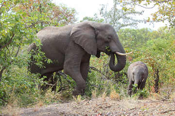 Afrikanischer Elefant / African elephant / Loxodonta africana