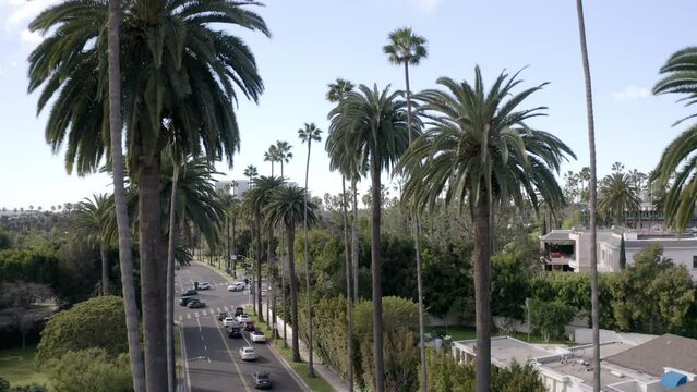 Aerial Shot Of Cars Moving On Roads In Residential City, Drone Flying Upwards By Palm Trees -  Beverly Hills, California