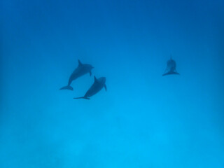 Dolphins at Egypt