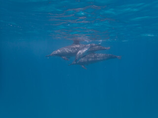 Dolphins at Egypt