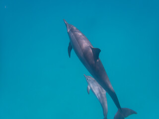 Dolphins at Egypt