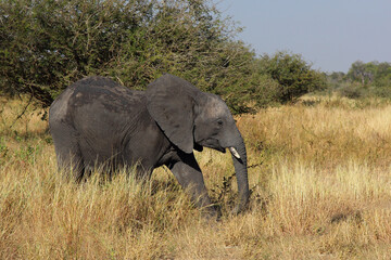Obraz premium Afrikanischer Elefant / African elephant / Loxodonta africana
