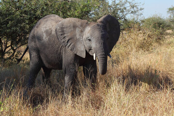 Afrikanischer Elefant / African elephant / Loxodonta africana