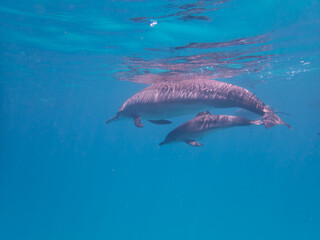 Fototapeta premium Dolphins at Egypt