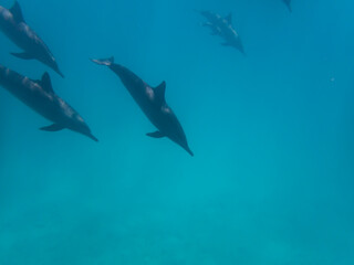Naklejka premium Dolphins at Egypt
