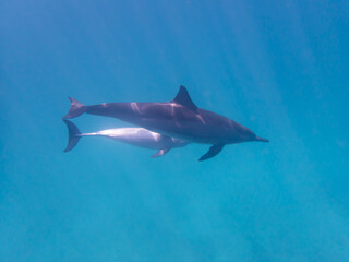 Dolphins at Egypt