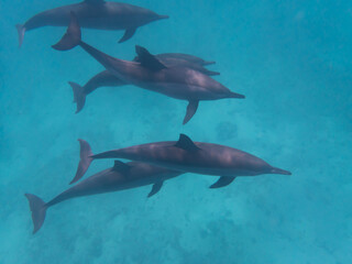 Dolphins at Egypt